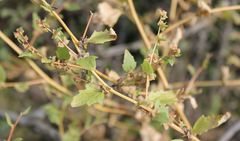 Atriplex rosea