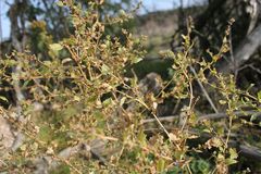 Atriplex rosea