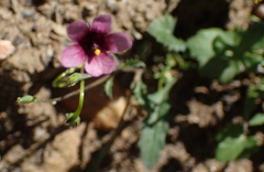 Diascia maculata