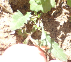 Diascia maculata