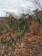 Ximenia americana microphylla