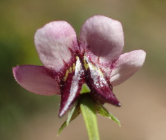 Diascia maculata