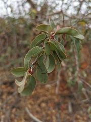 Ximenia americana microphylla