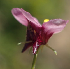 Diascia maculata