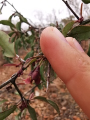 Ximenia americana microphylla