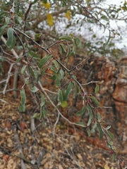 Ximenia americana microphylla