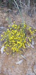 Hibbertia acerosa