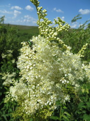 Filipendula