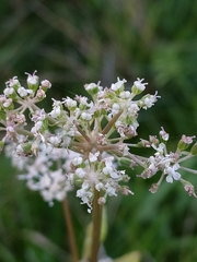 Ostericum palustre