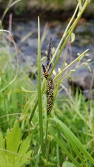 Carex nigra