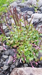 Epilobium collinum