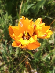 Ixia maculata
