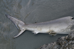 Carcharhinus brachyurus