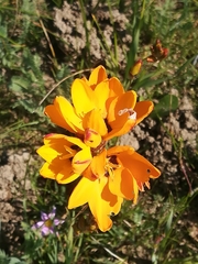 Ixia maculata