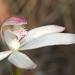 Early Caladenia - Photo (c) Reiner Richter, some rights reserved (CC BY-NC-SA), uploaded by Reiner Richter