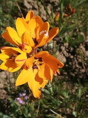 Ixia maculata