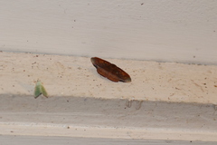 Fascellina clausaria
