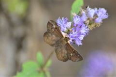 Eagris sabadius