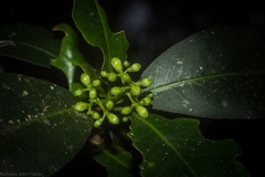 Triflorensia cameronii