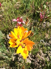 Ixia maculata