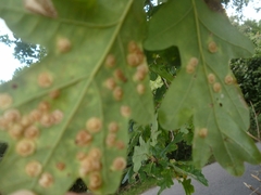 Neuroterus quercusbaccarum