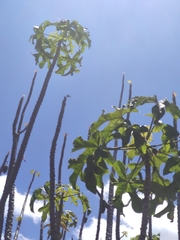 Vasconcellea heilbornii