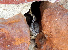 Podarcis muralis