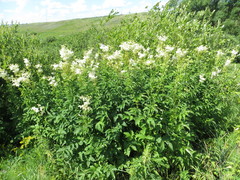 Filipendula