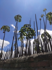 Vasconcellea heilbornii