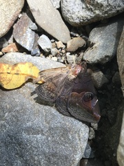 Ommatophora luminosa