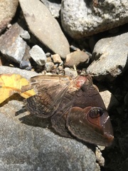 Ommatophora luminosa