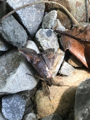 Ommatophora luminosa