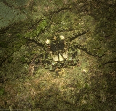 Stephanopis carcinoides