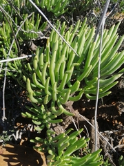 Tylecodon wallichii