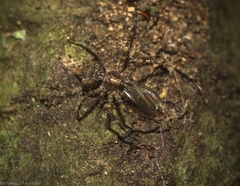 Tamopsis brachycauda