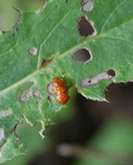 Sphaeroderma testaceum