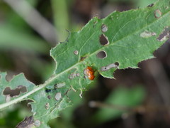 Sphaeroderma testaceum