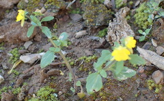 Hemimeris gracilis