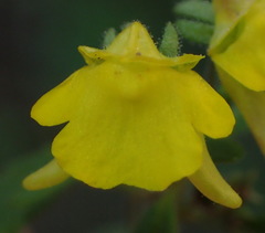 Hemimeris gracilis