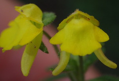 Hemimeris gracilis