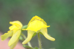 Hemimeris gracilis