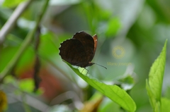 Ariadne