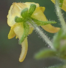 Hemimeris gracilis
