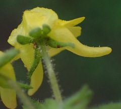 Hemimeris gracilis