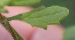 Hemimeris gracilis
