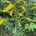 Common Wrinkle-leaved Goldenrod - Photo (c) hannahs331, some rights reserved (CC BY-NC)