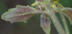 Hemimeris gracilis