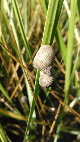 Marsh Periwinkle