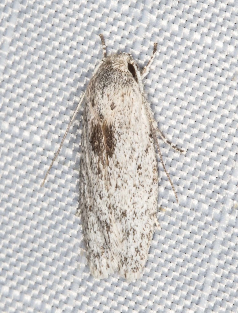 Phylomictis eclecta