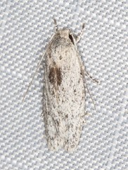 Phylomictis eclecta